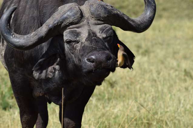 Kenya Big 5 Safari - buffalo