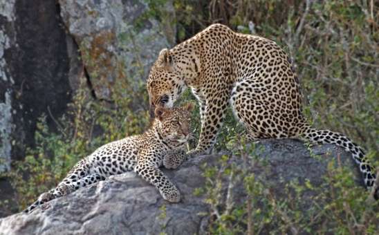 The Best Big 5 Safari in Kenya? 8 Top-Selling Budget Safaris