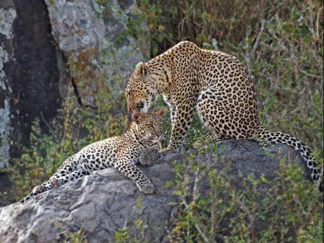 Big 5 Safari in Kenya - leopards