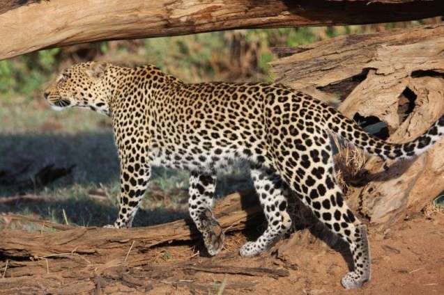 Masai Mara Big 5 Safari in Kenya - leopard
