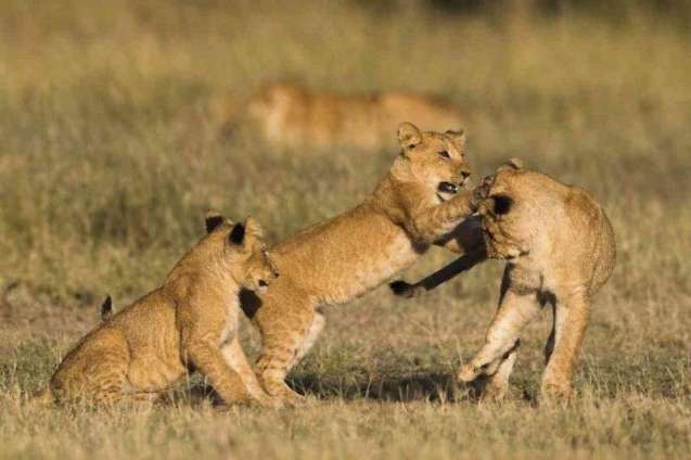 Kenya Safari in Masai Mara - lion cubs