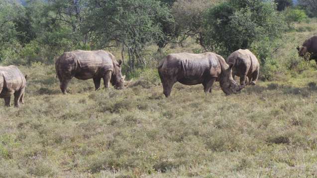 Big 5 Kenya Safari - rhinos