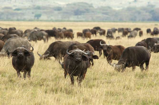 Buffalo on Big Five safari in Tanzania
