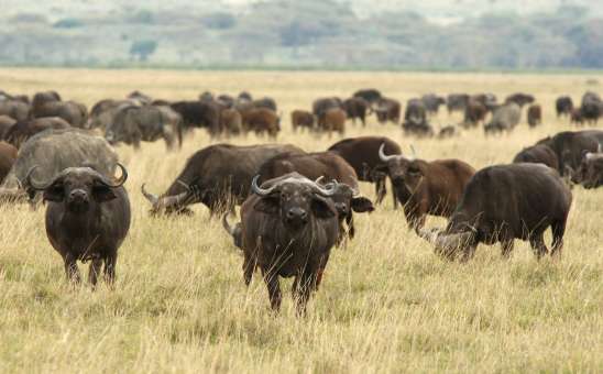 11 Of The Best Big Five Safaris in Tanzania: Affordable African Safari Tours