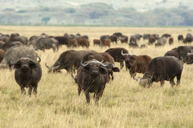 Buffalo on Big Five safari in Tanzania