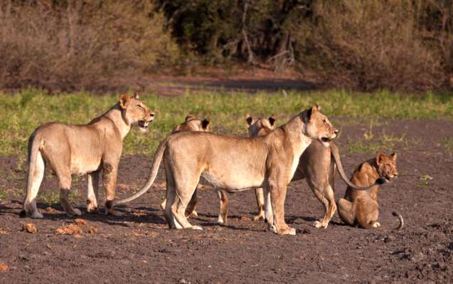 Lions on Tanzania safari Nyerere