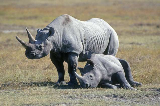 Rhinos Big Five Tanzania safari