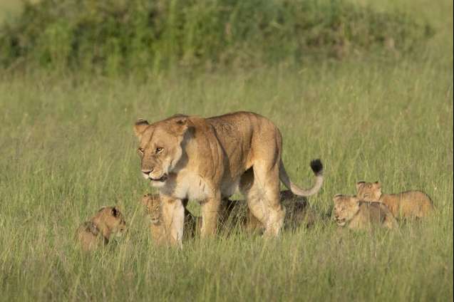 Serengeti Big Five safari lions