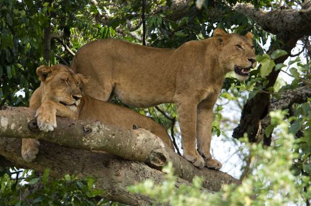 Tree climbing lions in Tanzania