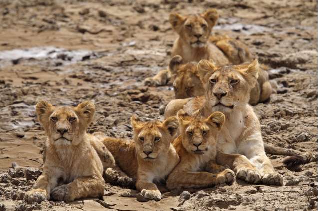 Serengeti lioness with cubs Big 5