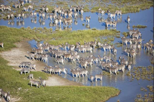 Zebra migration Botswana