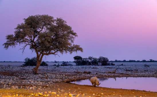 Safari Trip to Africa: 5 Best Places to Go on a Budget