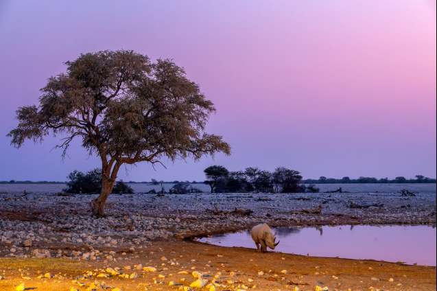 Etosha rhino at watering hole
