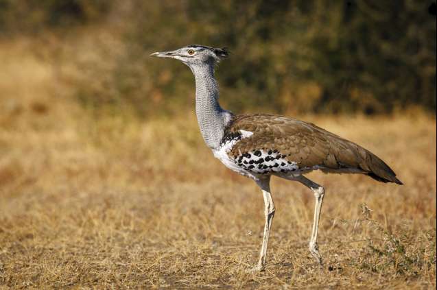 Kori bustard in Northern Tuli Game Reserve