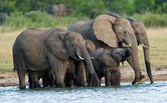 Discover Affordable Luxury: Top 8 African Safari Tours in Zimbabwe (and Botswana or Zambia)