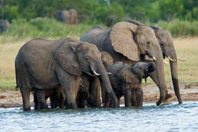Hwange elephants, Zimbabwe Safari