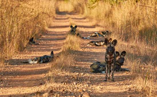 African Safari News & Travel Updates: February 2025