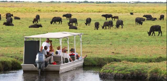 chobe river boat safari