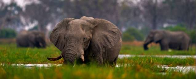 elephants khwai moremi