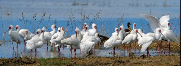 spoonbills chobe