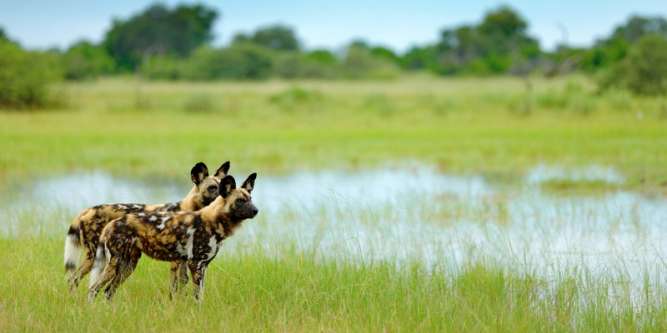 okavango wild dogs