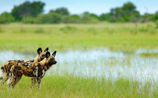 Exceptional Season for Mokoro Safaris in the Okavango Delta