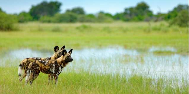 okavango wild dogs
