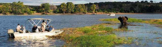 chobe boat elephant
