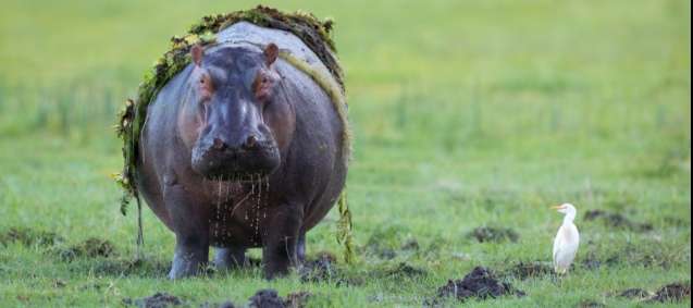 hippo chobe