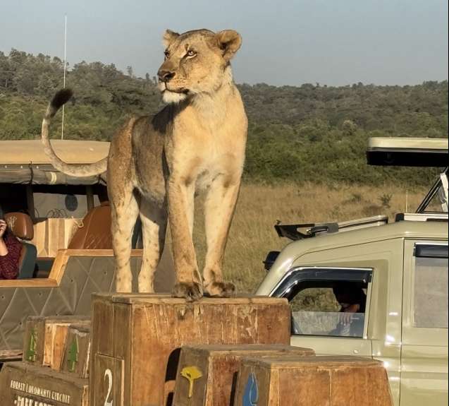 Nairobi national park lion