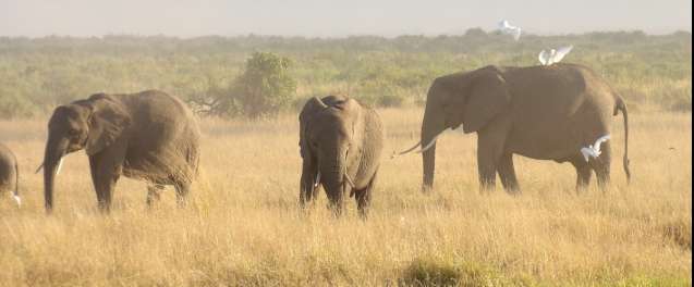 Elephants in Amboseli