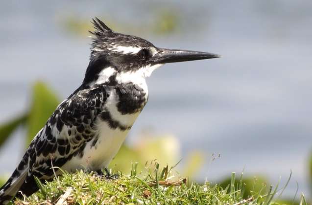 Lake naivasha safari