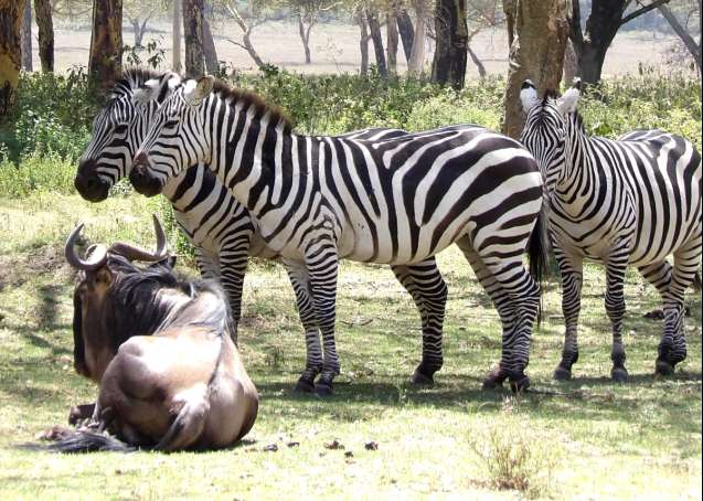 Lake naivasha safari zebra