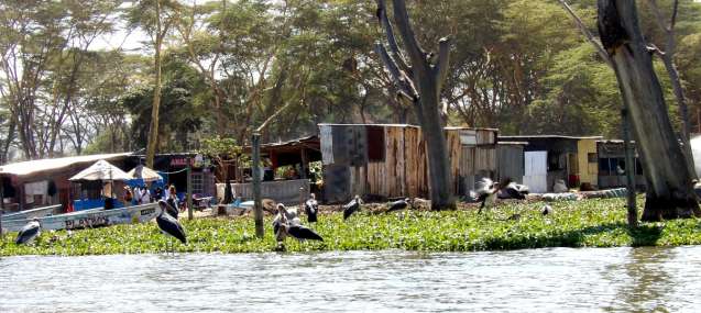 Lake naivasha safari