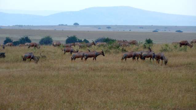 Masai mara