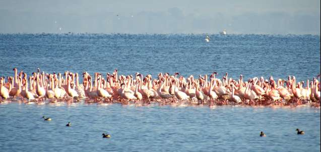 Lake nakuru flamingos