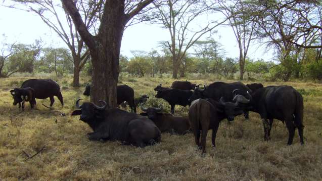 Lake Nakuru