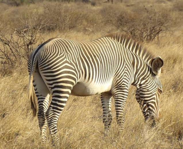 Grevys zebra samburu special 5
