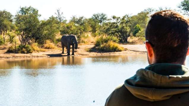 Safari guide - elephant