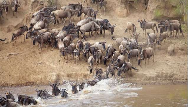 wildebeest migration serengeti