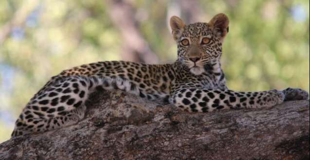 Big 5 - leopard