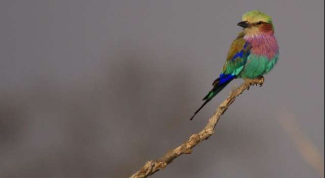 lilac breasted roller