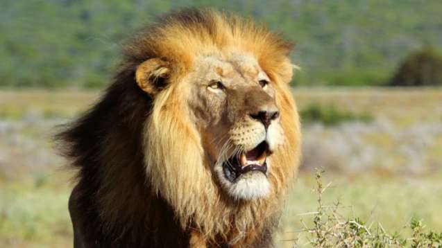 Big 5 - lion