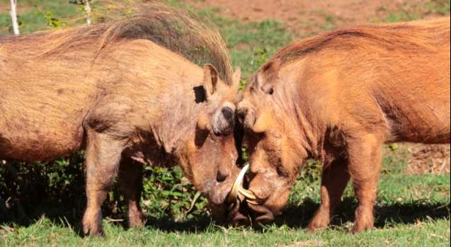 warthogs