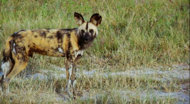 wild dog