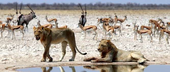 safari animals