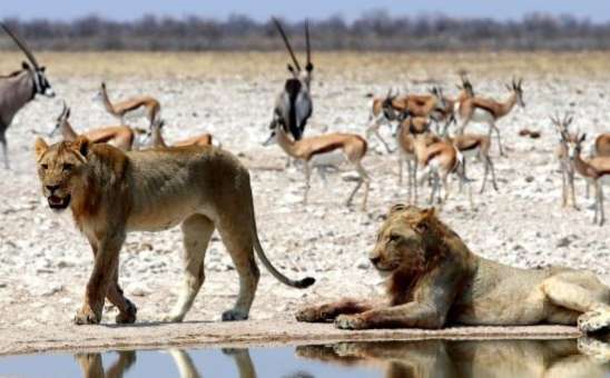The Most Popular FAQs About African Safari Animals Now, Answered