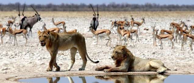 safari animals