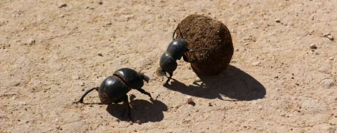 dung beetle