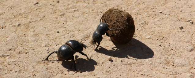 dung beetle